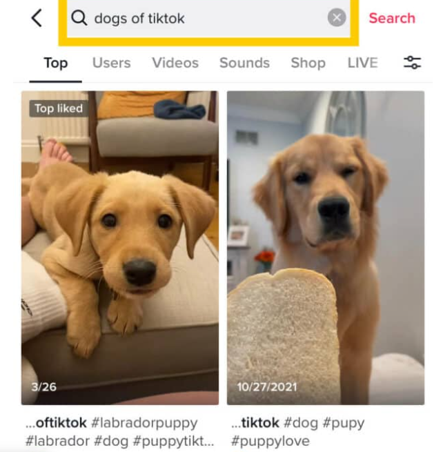 如何在TikTok上搜索视频?